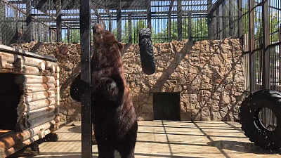 Медведь в челябинском зоопарке принимает душ с утра