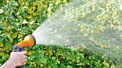 Зеленая передача 20.06.2019