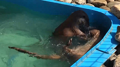 Отдых на зависть. Один день из жизни выдр челябинского зоопарка