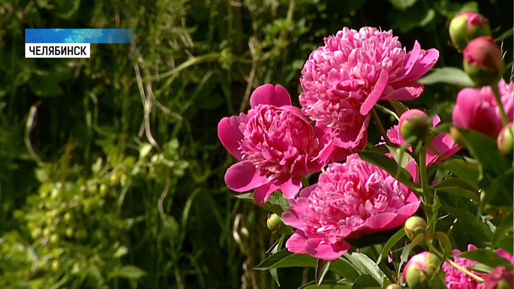 Долгодеревенские сады оставили в покое