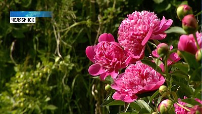 Долгодеревенские сады оставили в покое
