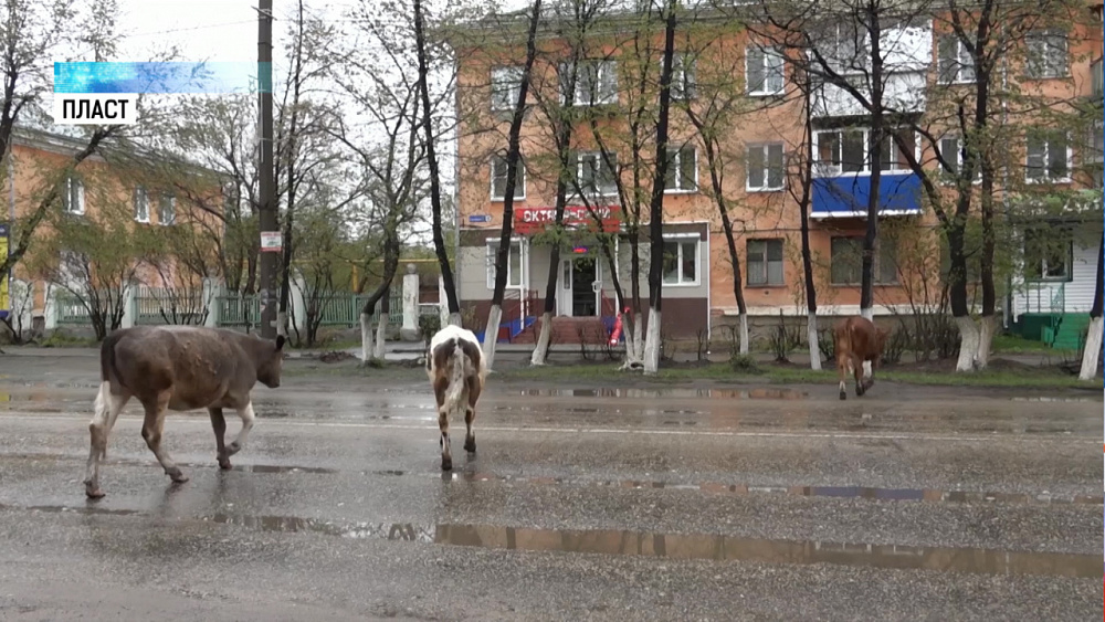 Хозяев бродячих коров и овец начнут штрафовать