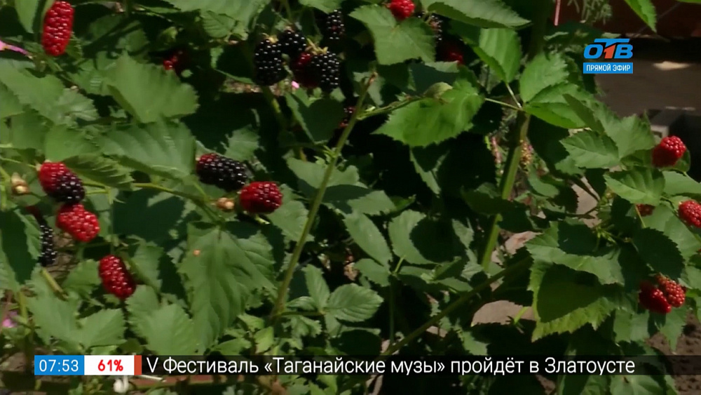 Ежевичное настроение