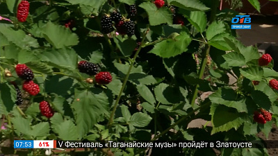 Ежевичное настроение