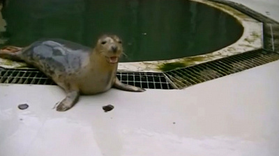 Тюленей в Шотландии научили петь