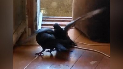 Крылатые гости начали драку в квартире южноуральцев