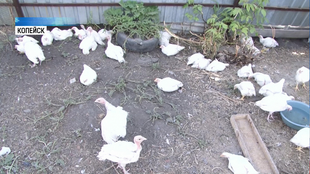 Бродячие собаки нападают на домашние хозяйства