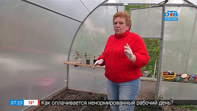 Садовые истории — подкормка огурцов