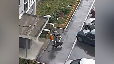 Ничего необычного: по улицам «Паркового» гуляет кабан