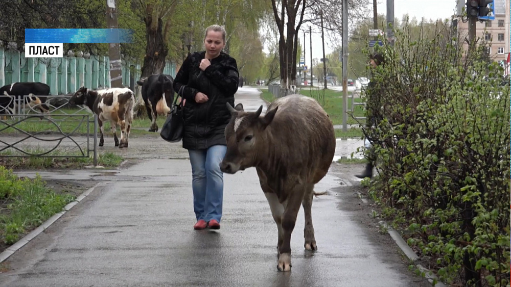 За коров на улицах будут штрафовать хозяев