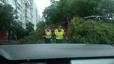 На Комсомольском проспекте непогода повалила дерево 