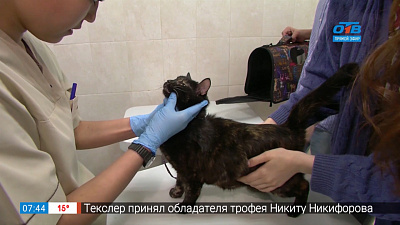 Пушистое утро — бездомные животные