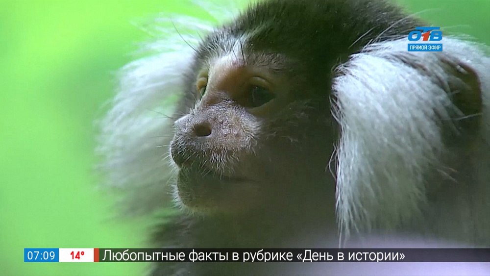 Беби-бум в зоопарке