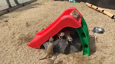 Аттракционы челябинским сурикатам!