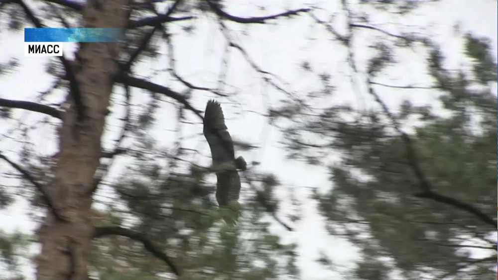 Орнитологи проверили колонию серых цапель