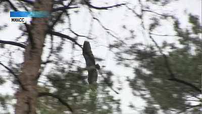 Орнитологи проверили колонию серых цапель