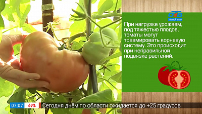 Садовые истории — подвязка помидор