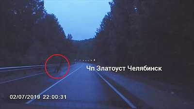 По трассе Миасс-Златоуст разгуливает «Медвежий патруль»