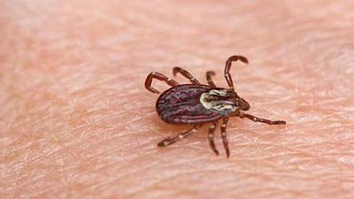 На Южном Урале почти каждый четвертый клещ является носителем болезни Лайма