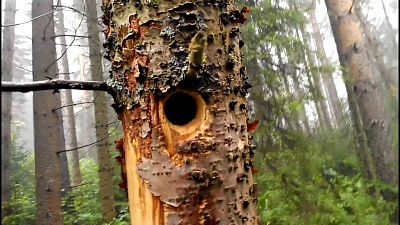 Угадайте породу птиц по щебету