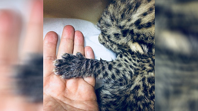 «Еще одна спасенная дикая кошка»