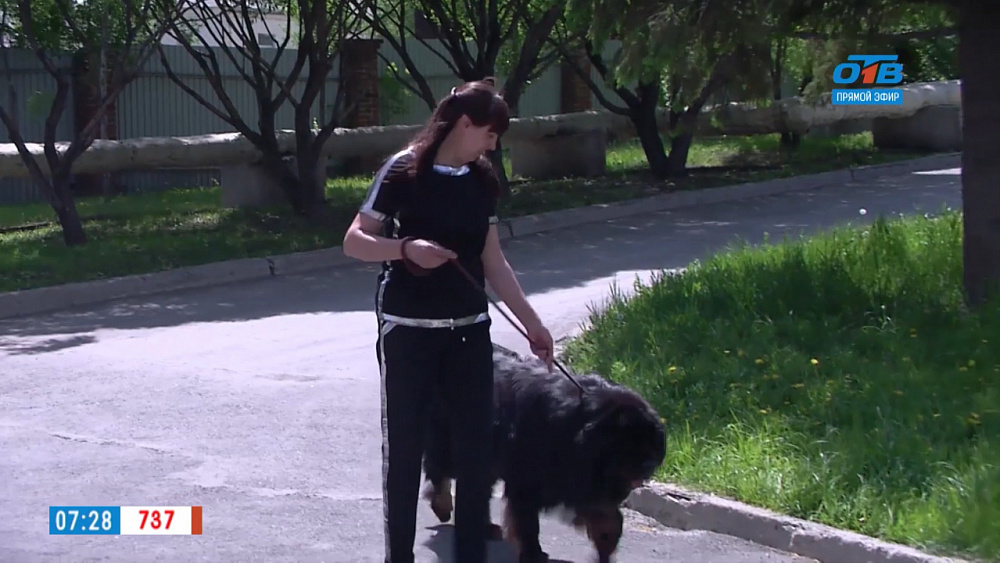 Пушистое утро — переливание крови