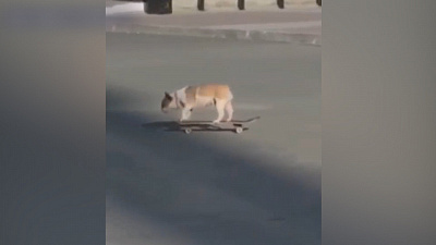 Челябинский бульдог покорил инстаграм*