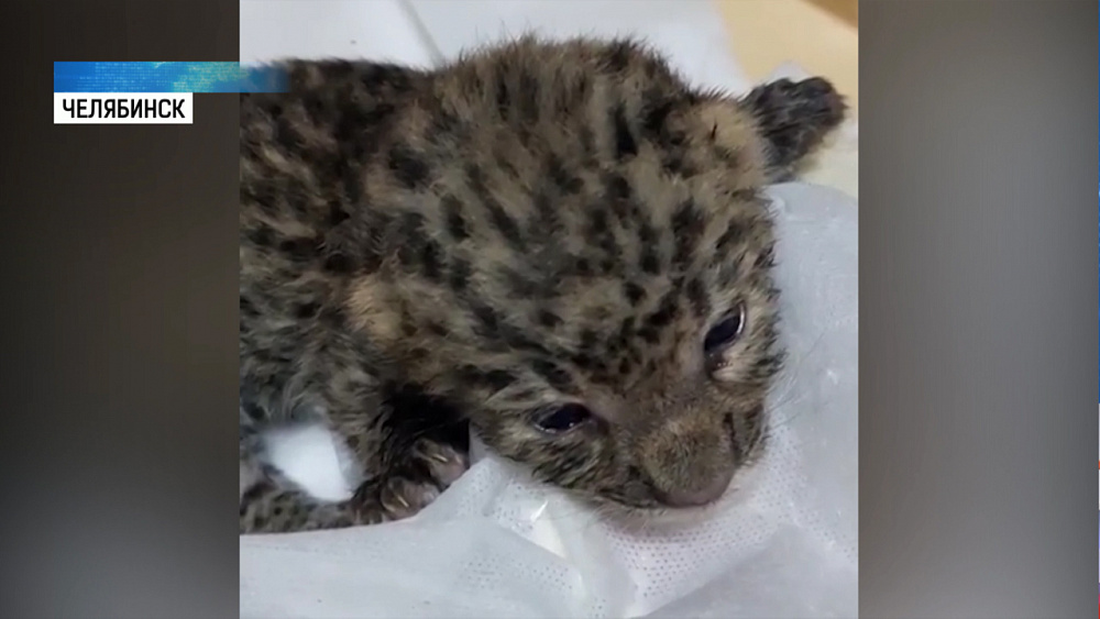 Челябинские зоозащитники спасли маленького леопарда