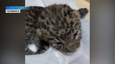 Челябинские зоозащитники спасли маленького леопарда