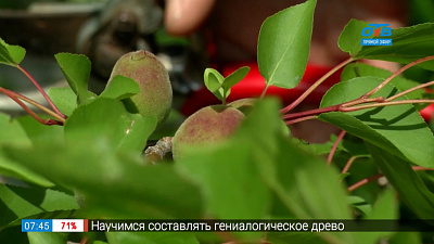 Садовые истории — летняя формовка абрикоса