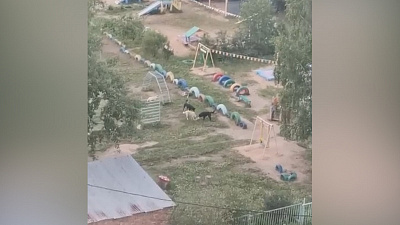 В Златоусте псы загрызли кошку на глазах у детей. Видео 18+