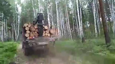 В южноуральских лесах завелись «термиты»