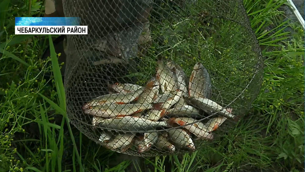 В рыбной продукции на рынке Челябинска нашли описторхоз