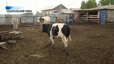 В селе Филимоново массово умерли коровы