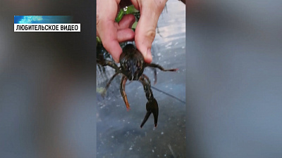 В реке Миасс обнаружили раков