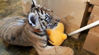 Челябинский Айболит показал ещё одного спасённого питомца