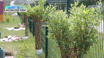 В селе Булзи высадили молодые ивы