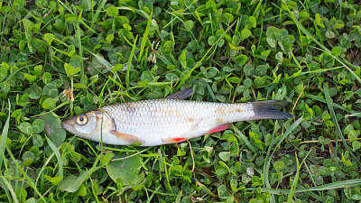 Число заболевших описторхозом в Челябинске выросло до 49 человек