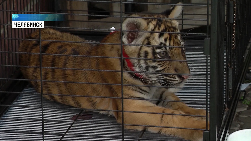 Челябинские зоозащитники спасают тигренка