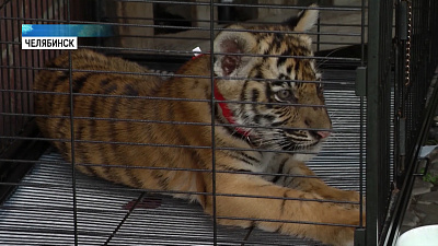 Челябинские зоозащитники спасают тигренка