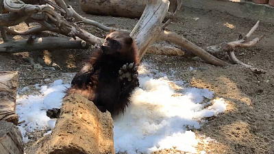 В Челябинском зоопарке танцует росомаха