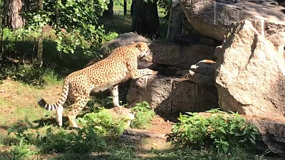 По челябинскому зоопарку гуляет гепард