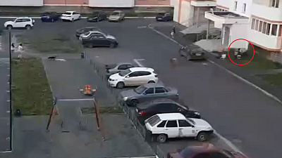 В Челябинске беззащитная женщина стала жертвой нападения собак 