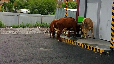 Чтобы забрать корову со штрафстоянки, нужно заплатить 10 тысяч