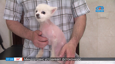 Пушистое утро – дерматология