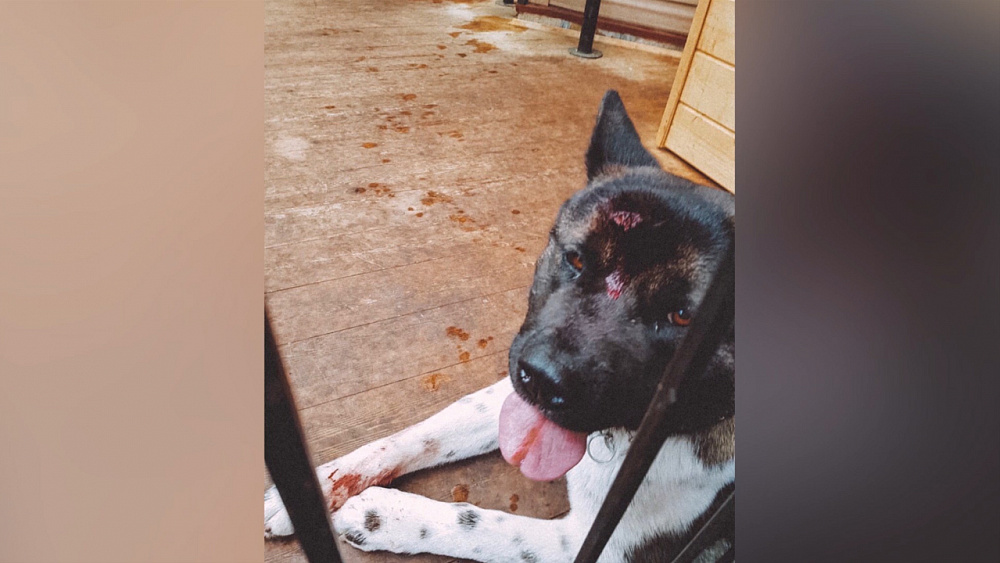 Происшествия недели 13.07.2019