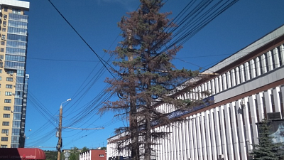 200 миллионов рублей потратят на замену старых елей и лип