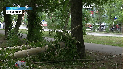 Женщину насмерть придавило упавшее дерево