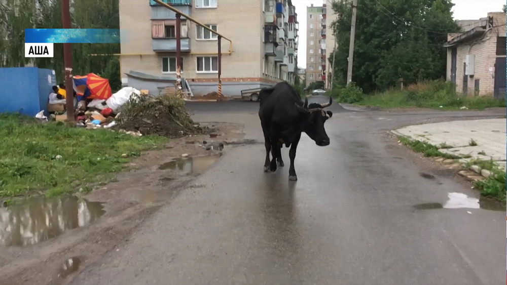 Штрафстоянку для коров хотят открыть в Аше