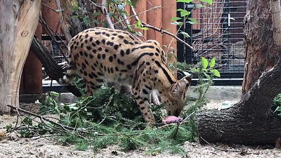 В Челябинском зоопарке дикая кошка разодрала мышь. Видео